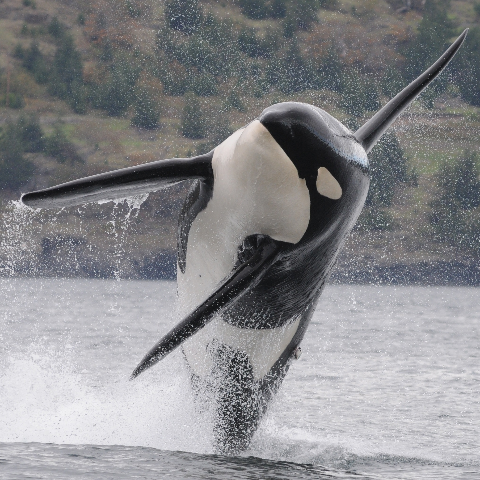 The Song Orca Sing: A Fundraiser with Friends - logo