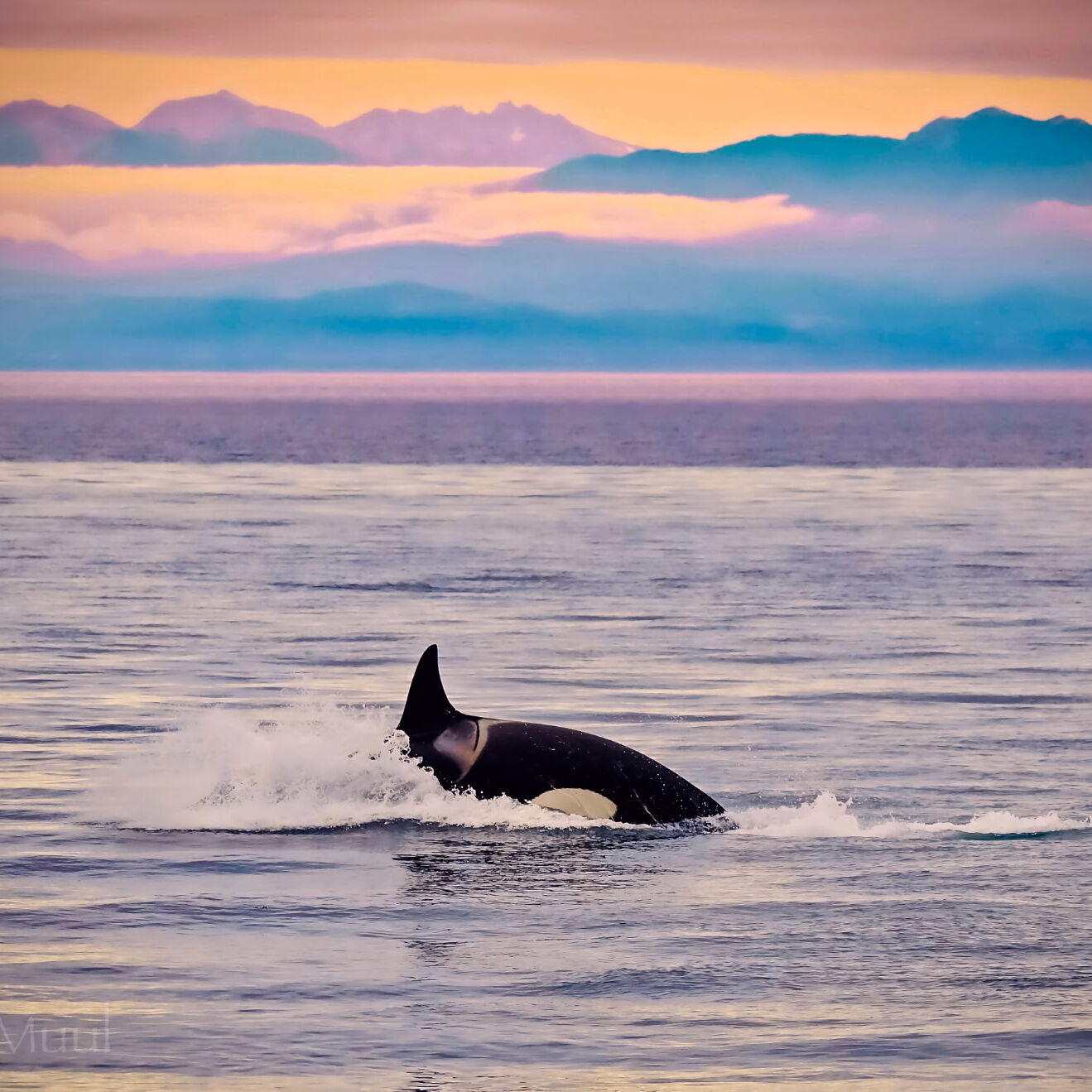 The Song of the Orca: A Fundraiser with Friends - logo